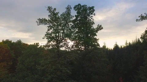 Aerial epic flight over forrest with sunset Video stock 55870333