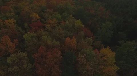 Aerial epic flight over forrest with sunset Video stock 55870499