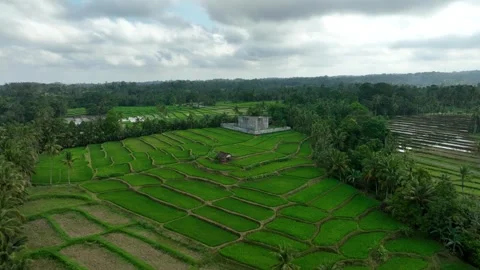 Aerial Establishing Dolly In Rice Fields Banyuwangi East Java Indonesia Video stock 333616995