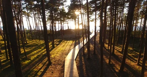 Aerial. Evening sun breaking through forest trail - 3 Vídeo Stock 87312551