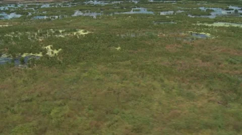 Aerial Everglades Deer Run Video stock 10858997
