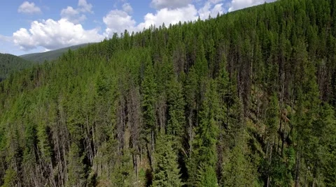 Aerial of Evergreen Forest Stock Footage 69003209