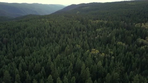 Aerial of an Evergreen Forest Vídeo Stock 164926447