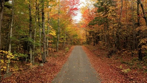 Aerial Exit of Dirt Path Through Tall, Brightly Colored Forest - Dixville Notch, Stock Footage 114058561
