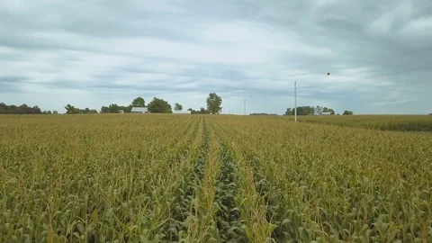 Aerial of Expansive Cornfield in the Mid-Western United States Stock Footage 79229563