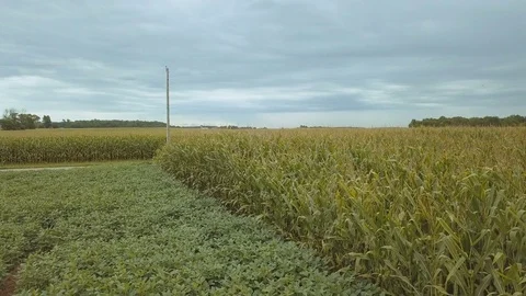 Aerial of Expansive Midwestern Cornfields Video stock 79228309