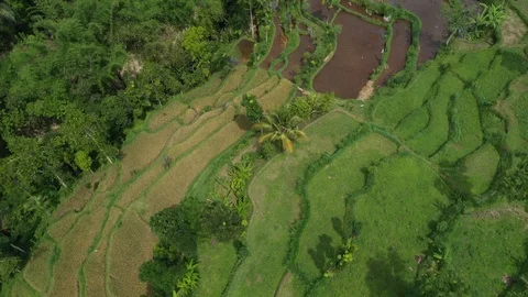 Aerial facing down of terraced rice fields in Indonesia, 4k Stock Footage 122565489