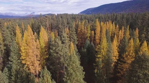 Aerial Fall Colors Stock Footage 81534130