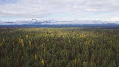 Aerial of Fall Colors in Forest Stock Footage 81534324