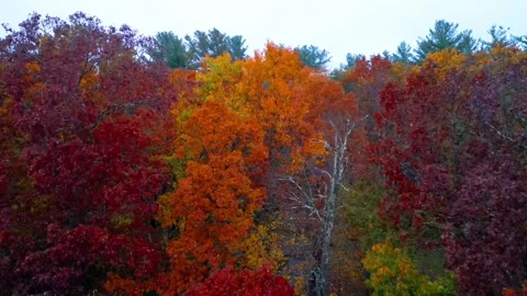 Aerial Fall Foliage closing in. Stock-Footage 232786189