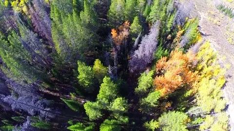Aerial fall foliage flyover straight down Stock Footage 75085363