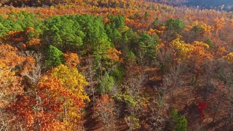 Aerial of Fall Trees Video stock 76119662
