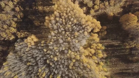 Aerial of Fall Trees Stock Footage 95294577