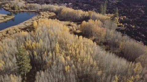 Aerial of Fall Trees Stock Footage 95294802