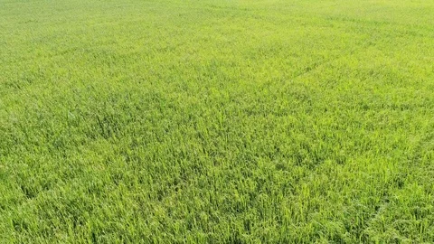 Aerial of farm Stock Footage 94993432