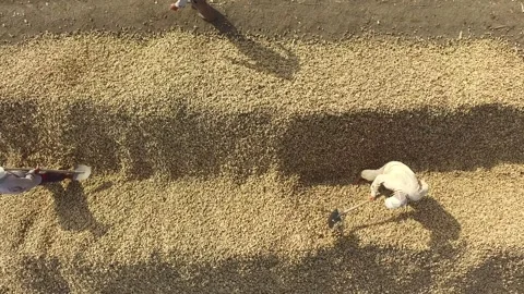 Aerial farm workers using shovels and manpower on golden grain piles - Laborers Stock Footage 339536784