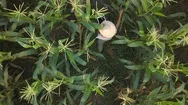Aerial: Farmer Woman In Hat Walking At Organic Farm Field And Checking Corn Stock Footage
