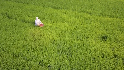 Aerial of farmer working in rice fields, Ninh Binh, Vietnam Stock-Footage 76751148
