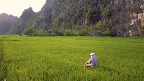 Aerial of farmer working in rice fields, Ninh Binh, Vietnam Stock Footage 76755008