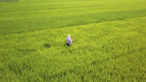 Aerial of farmer working in rice fields, Ninh Binh, Vietnam Stock Footage 76756164