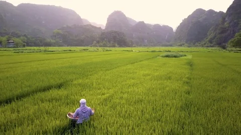 Aerial of farmer working in rice fields, Ninh Binh, Vietnam Stock Footage 76756683