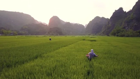 Aerial of farmer working in rice fields, Ninh Binh, Vietnam Stock-Footage 76783317