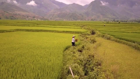 Aerial of farmer working in rice fields, Mu Cang Chai, Vietnam Stock Footage 76912500