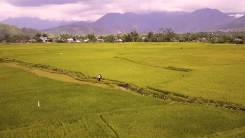 Aerial of farmer working in rice fields, Mu Cang Chai, Vietnam Stock-Footage 76915862