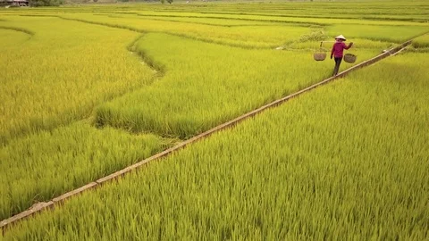 Aerial of farmer working in rice fields, Mu Cang Chai, Vietnam Stock-Footage 76915956