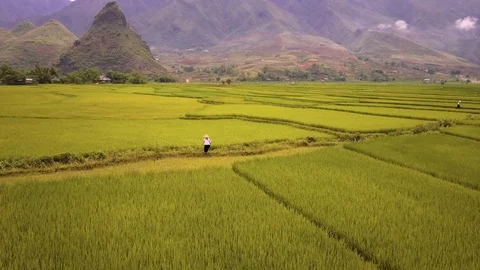 Aerial of farmer working in rice fields, Mu Cang Chai, Vietnam 库存影片 76916322