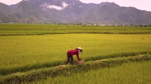 Aerial of farmer working in rice fields, Mu Cang Chai, Vietnam 動画素材 76916887