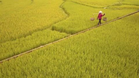 Aerial Of Farmer Working In Rice Fields, Mu Cang Chai, Vietnam Stock Photos
