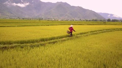 Aerial Of Farmer Working In Rice Fields, Mu Cang Chai, Vietnam Stock Photos
