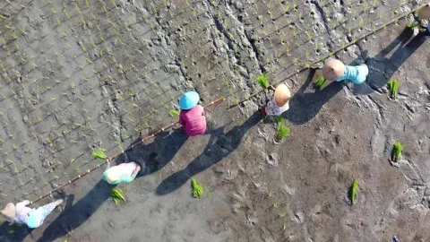 Aerial farmers 스톡 동영상 143887033