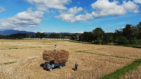 Aerial: Farmers Loading Straw From Rice Field Into Pickup Truck Stock Footage 100573113
