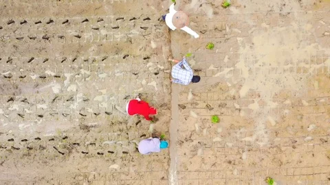 Aerial Farmers working in the field Video stock 125416853