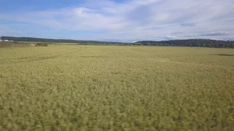 Aerial fast field Stock Footage 115984586