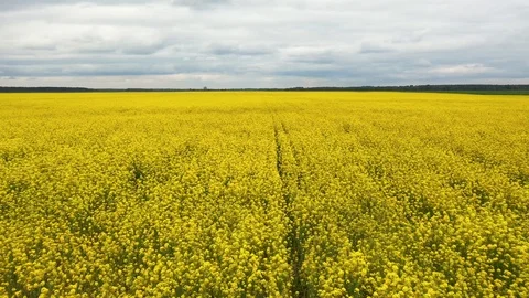 Aerial Fast Fly Over Bright Yellow Blooming Rapeseed Field On A Spring Day Stock Footage 125975739