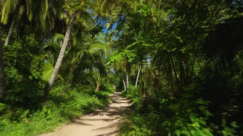 Aerial Fast Pullback over Winding Jungle Trail in Parque Tayrona Santa Marta Vídeos de archivo 337391862