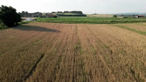 Aerial Field of Wheat in Summer Stock Footage 134409731