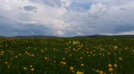 Aerial A Field With Yellow Flowers On A Background Of Mountains On Nature Stock Footage