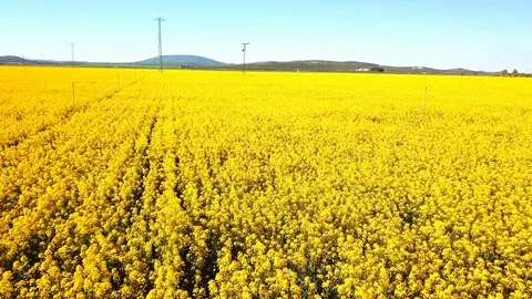 Aerial - Fields of Golden Rapeseed Crops  - Spain Stock Footage 103447500