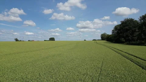 Aerial of fields of green wheat on a beautiful sunny day in France. Stock Footage 263035896