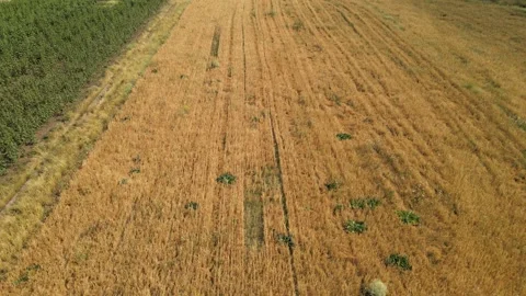 Aerial fields landscape Stock Footage 240749093