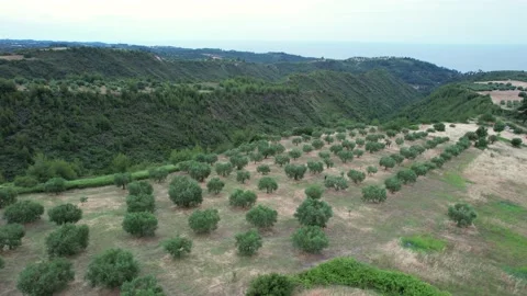 Aerial of fields planted with olives Stock Footage 199299703