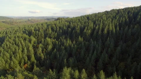 Aerial Filming Over Pine Trees Forest. Stock Footage 141503688