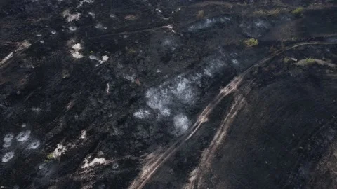 Aerial of fire damage affected the nature. Stock Footage 159603025