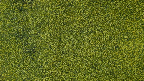 Aerial fixed view on yellow rapeseed suuny filed Video stock 188276006