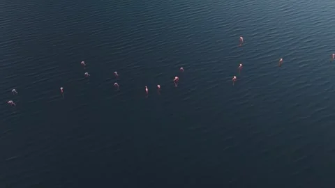Aerial of Flamingos on Deep Teal Water—Sparse Flock, Gentle Ripples, Golden Stock Footage 324950926