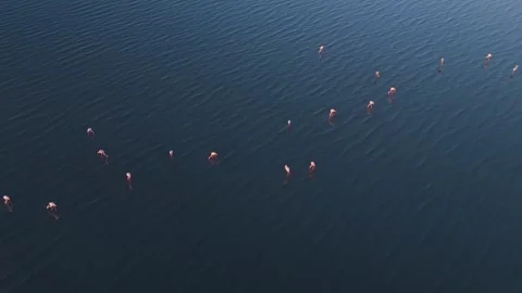 Aerial Flamingos on Deep Teal Water—Sparse Flock, Golden Ripples Stock Footage 324950979
